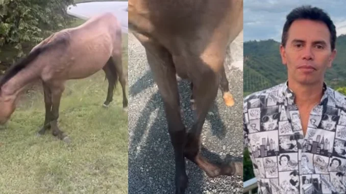 Jhonny Rivera rescató a un caballo fracturado