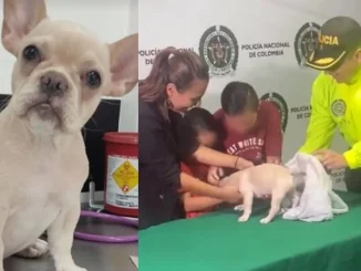 Perrita Candy fue rescatada