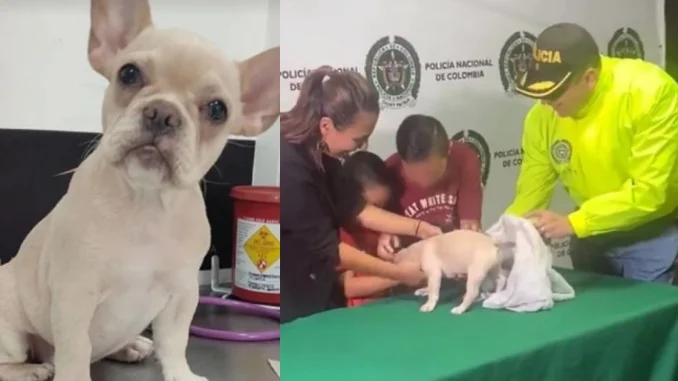 Perrita Candy fue rescatada