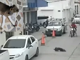 Un perro habría sido lanzado de un tercer piso en Santa Marta