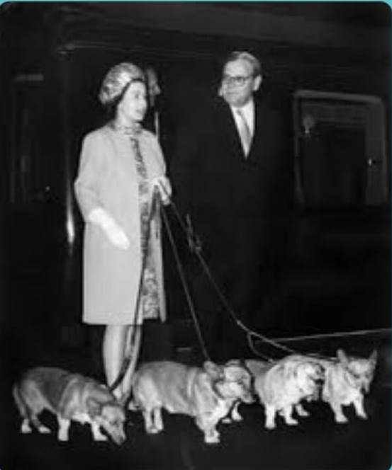 Los corgui eran los consentidos de la reina Isabel II y tenían todos los lujos, dignos de la realeza. /FOTOS: TOMADAS DE LA WEB.