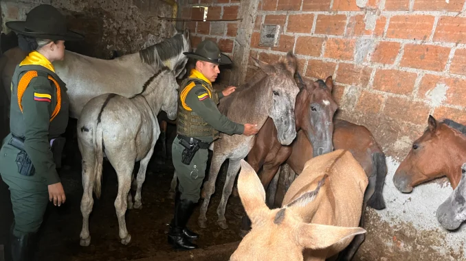Los caballos estaban siendo sacrificados para vender su carne.