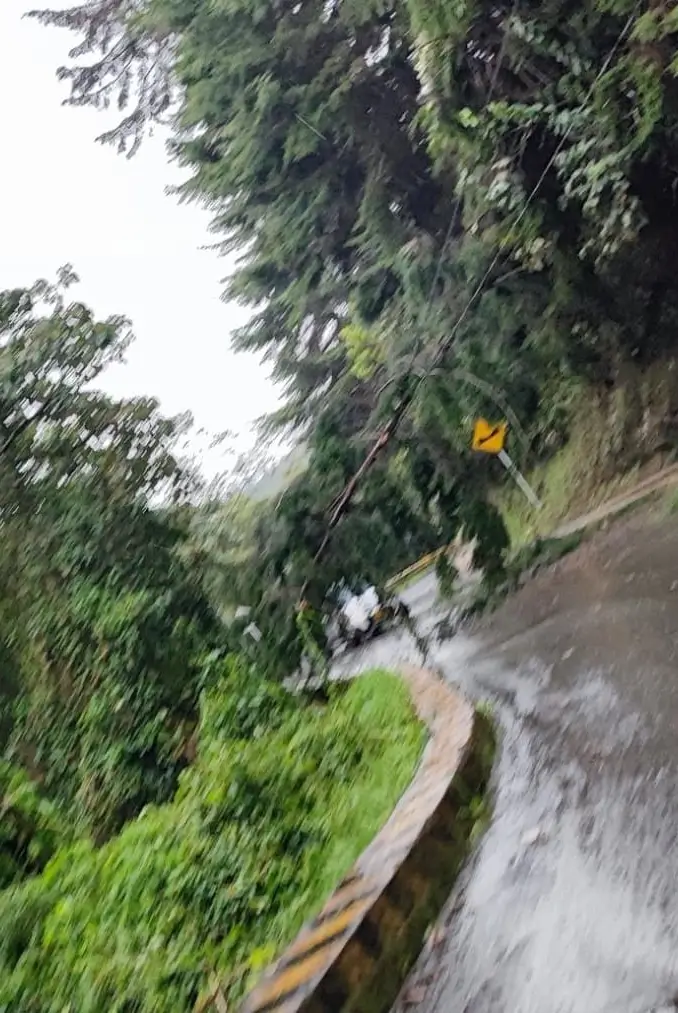 Caida-de-arbol-Santa-Elena