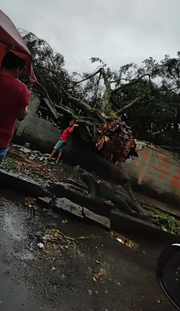 Caida-de-arbol-Santa-Lucia