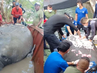 Magdalena, manatí, rescate, medio ambiente, viral, especies, Q’Hubo Medellín