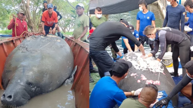 Magdalena, manatí, rescate, medio ambiente, viral, especies, Q’Hubo Medellín