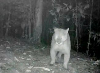 Puma en Envigado