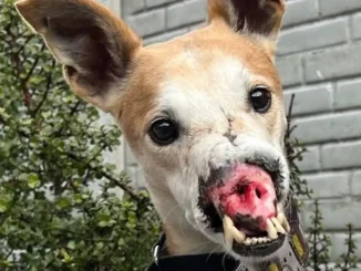 Voldemort, el perro sin hocico que busca un hogar
