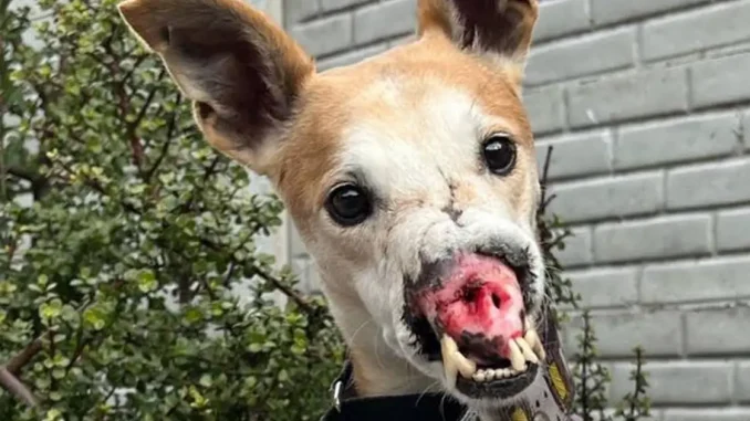 Voldemort, el perro sin hocico que busca un hogar