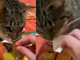 Gatico le ayuda a su dueña a despegar las figuras pal álbum