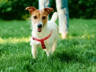 Caninada paseo perro