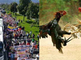 Galleros, Congreso de la República, protesta, marcha, Colombia, Bogotá, proyecto de ley, Q’Hubo Medellín