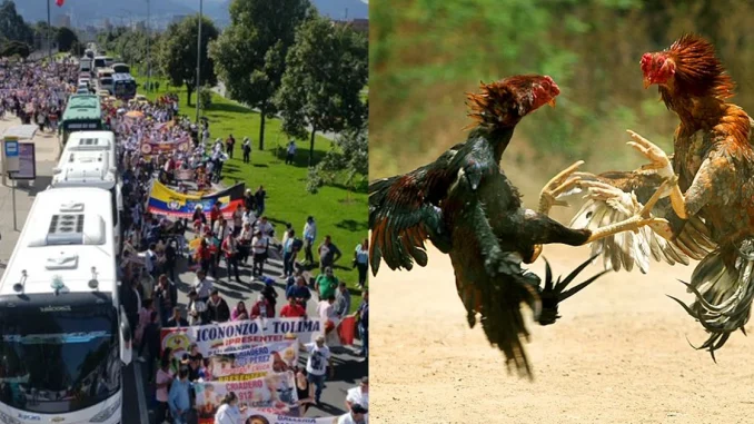 Galleros, Congreso de la República, protesta, marcha, Colombia, Bogotá, proyecto de ley, Q’Hubo Medellín