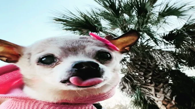 La perrita murió a los 22 años en Carolina del Sur