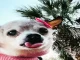 La perrita murió a los 22 años en Carolina del Sur