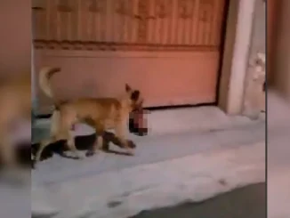 El perro recorrió las calles del pueblo durante varias horas antes de ser atrapado.