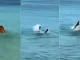 Perro-nado-sincronizado