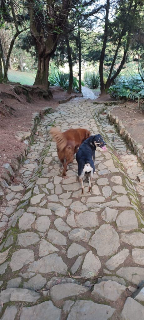 PERROS