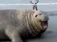 elefante marino