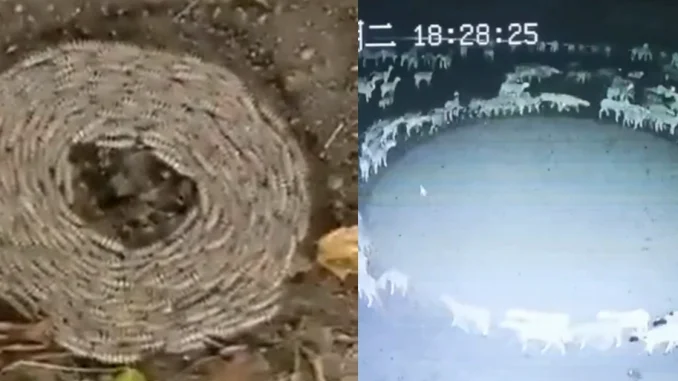 El extraño fenómeno no sólo ha sido visto en ovejas, también en renos y gusanos.