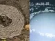 El extraño fenómeno no sólo ha sido visto en ovejas, también en renos y gusanos.