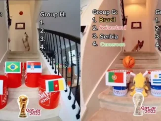 Perro-mundial-predice-resultados