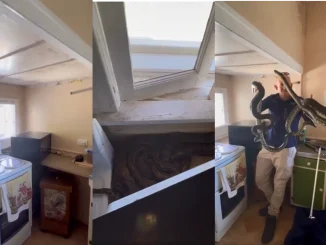 Las pitones fueron sacadas de la vivienda.