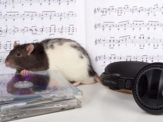 Ratas sienten la música