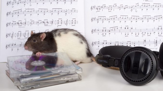 Ratas sienten la música