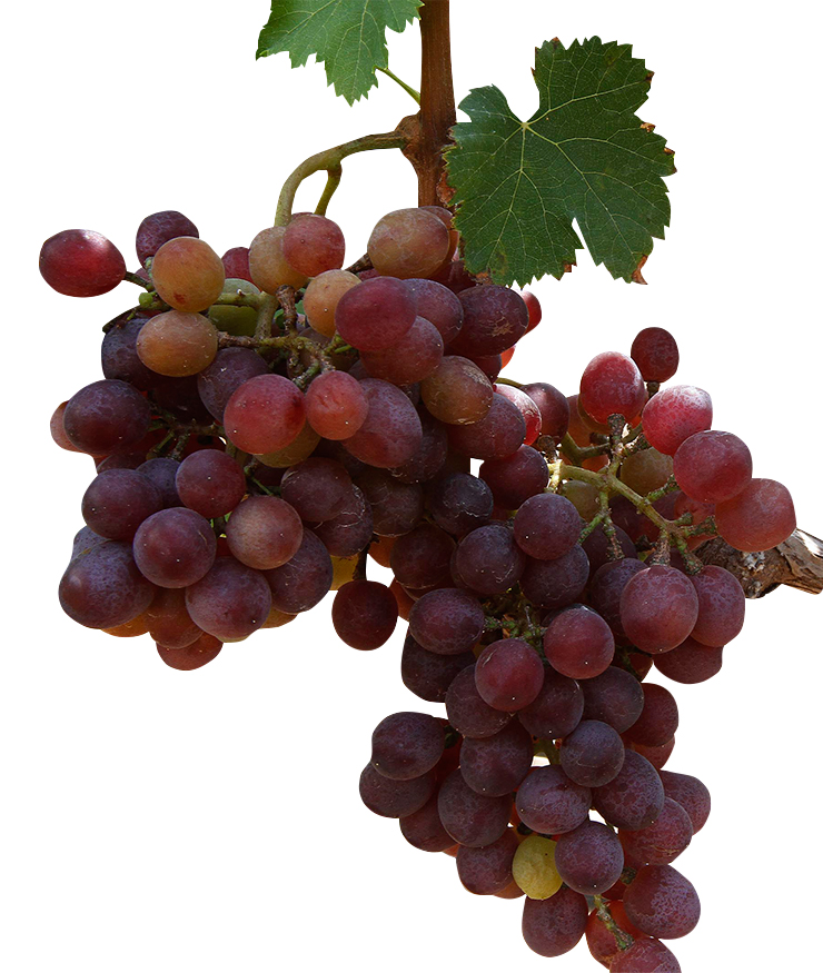 Uvas a la medianoche