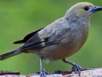 Maria-Margarita-Roldan-estrangulo-a-un-pajaro