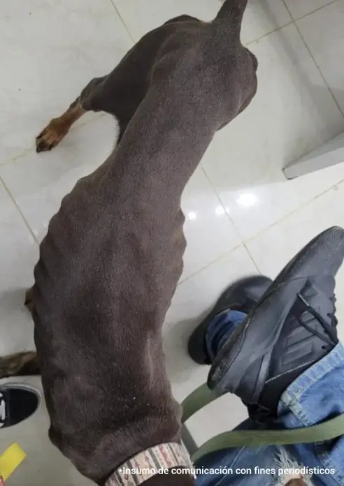 Perro-en-mal-estado