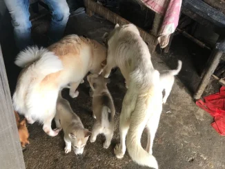 perros rescatados de un albergue