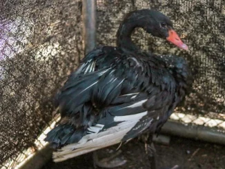 Fauna silvestre, tráfico, Minorista, delito, Área Metropolitana, rescate, cisnes negros, Q’Hubo Medellín