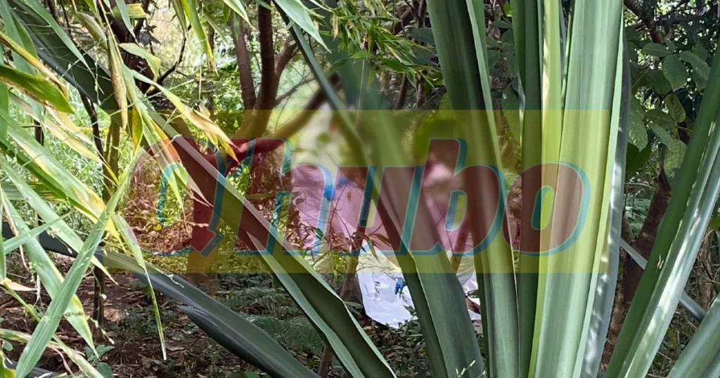 Hombre asesinado en el Cerro El Volador 