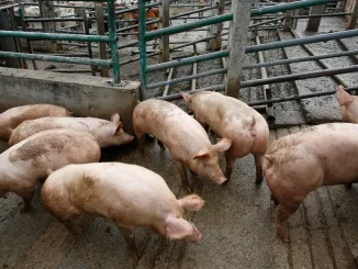 marranadas-de-fin-de-año