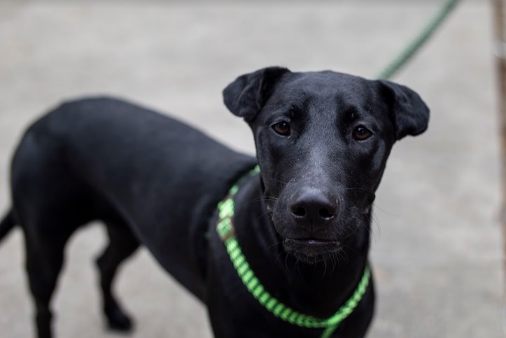 Adopción de perros negros 