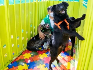 Jornada de bienestar animal y adopción de perros en el estadio
