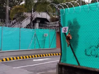 Gallinas en la sede del Nacional