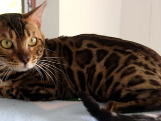 Gatos, Fiscalía, maltrato animal, envenenamiento, sardina, investigación, imputación de cargos, Q’Hubo Medellín