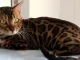 Gatos, Fiscalía, maltrato animal, envenenamiento, sardina, investigación, imputación de cargos, Q’Hubo Medellín