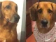 Judicializado por maltrato animal
