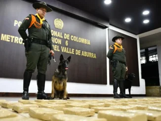 Marihuana-incautada-en-Sabaneta-1