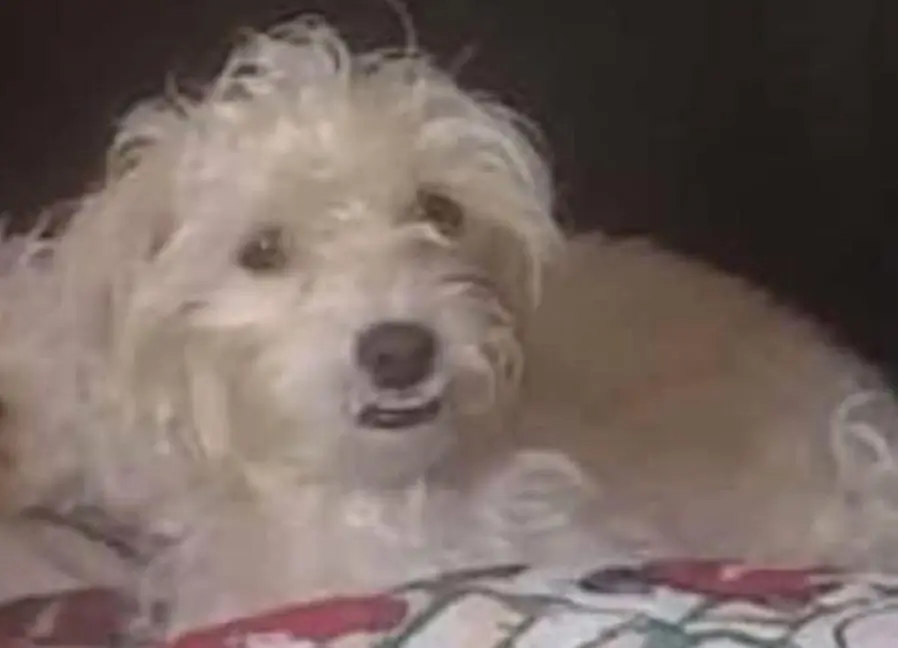 Mascotas-asesinadas-perrita-Susy-2