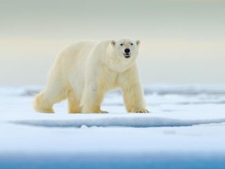 Oso polar