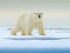Oso polar