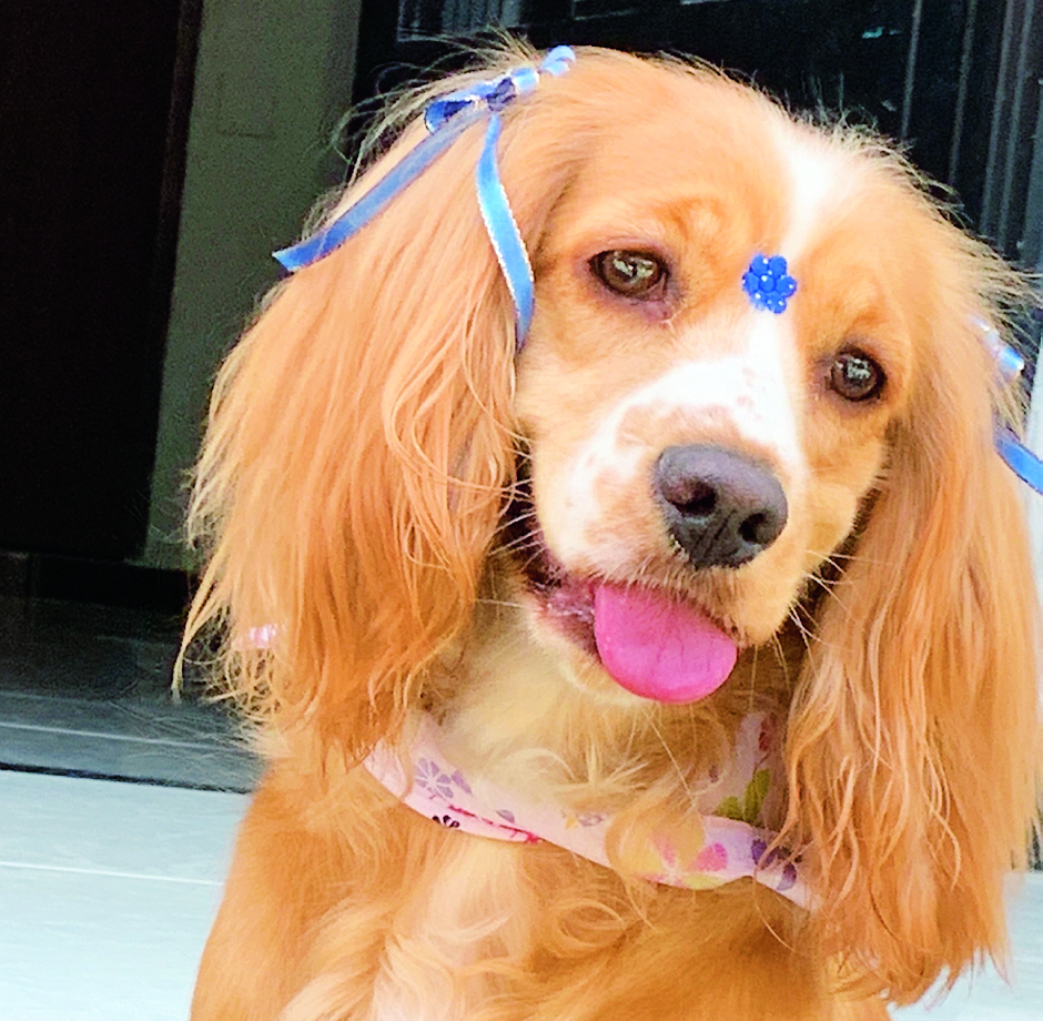 En un descuido, Princesa comió algo de la calle que tenía veneno para ratas. Días más tarde falleció. /FOTOS: CORTESÍA