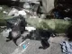 Perritos Envigado