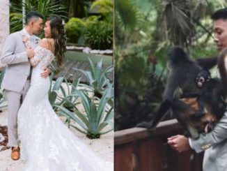 simia se coló en matrimonio