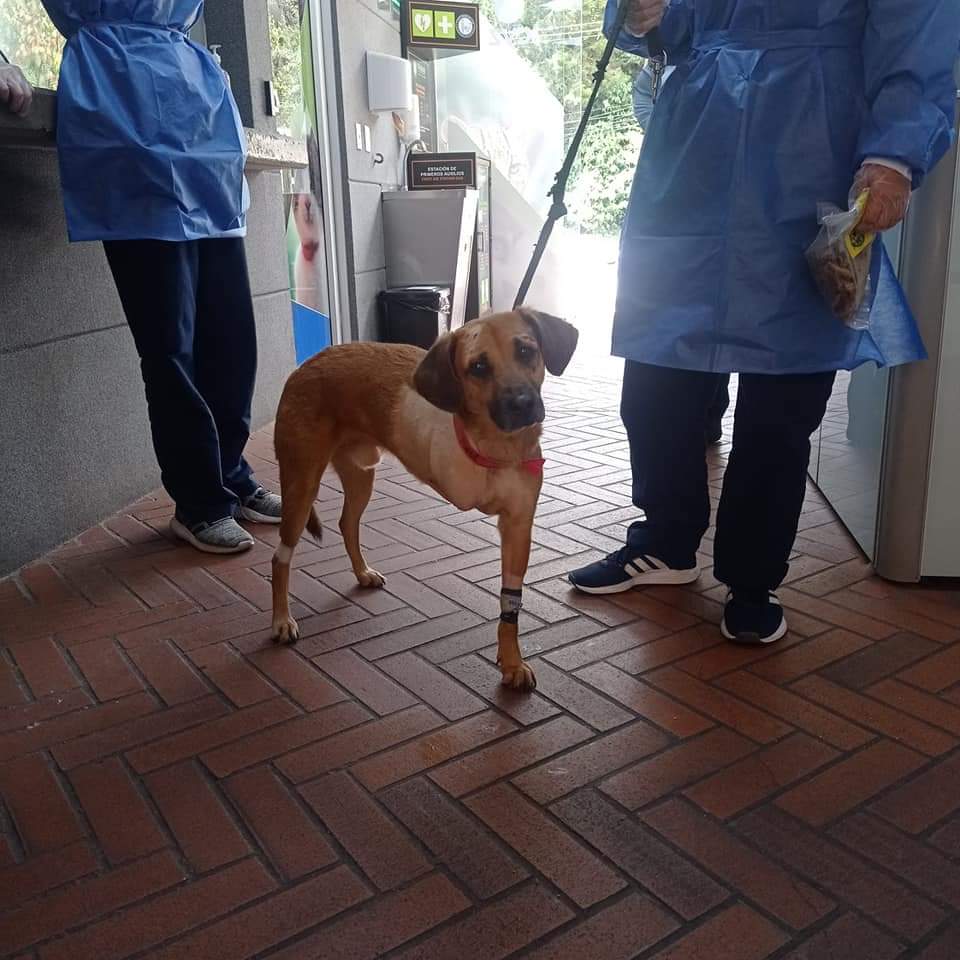 El-perro-Canelo-2